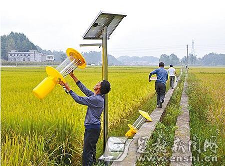 頻振式殺蟲燈實用案例